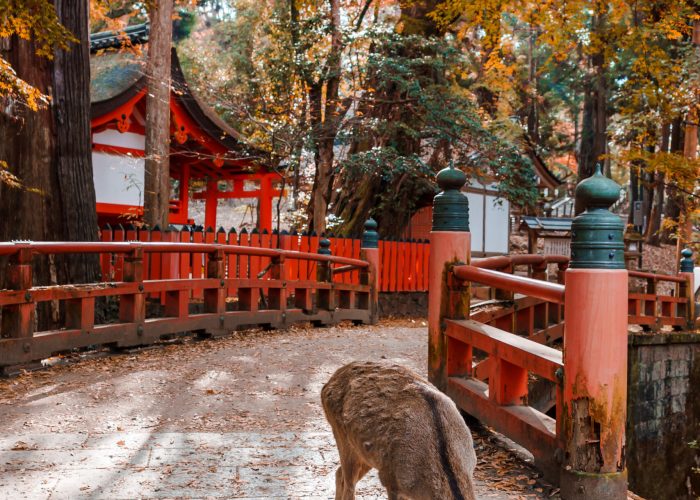 A deer during the autumn foliage at Nara in Japan
