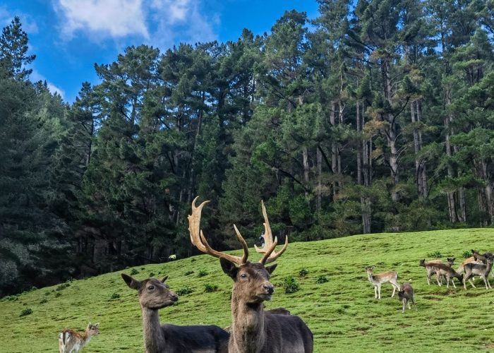 A group of deer grazing on a green meadow against a forest
